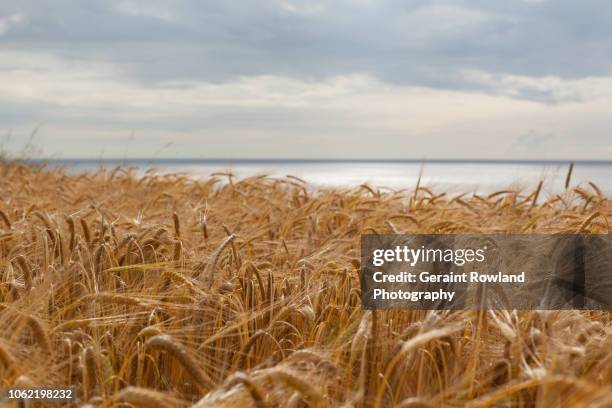 fields of gold, scotland - scottish highlands stock pictures, royalty-free photos & images