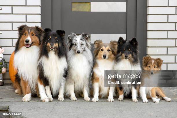 big shetland sheepdog family - shetland sheepdog stock pictures, royalty-free photos & images