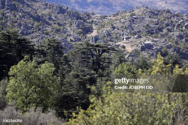 Picture shows cedar tree cones on a branch in the cedars reserve forest of Tannourine, in Mount Lebanon northeast of Beirut on October 30, 2018. -...