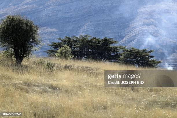 Picture shows cedar tree cones on a branch in the cedars reserve forest of Tannourine, in Mount Lebanon northeast of Beirut on October 30, 2018. -...
