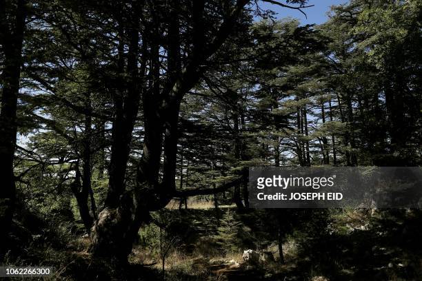 Picture shows cedar tree cones on a branch in the cedars reserve forest of Tannourine, in Mount Lebanon northeast of Beirut on October 30, 2018. -...
