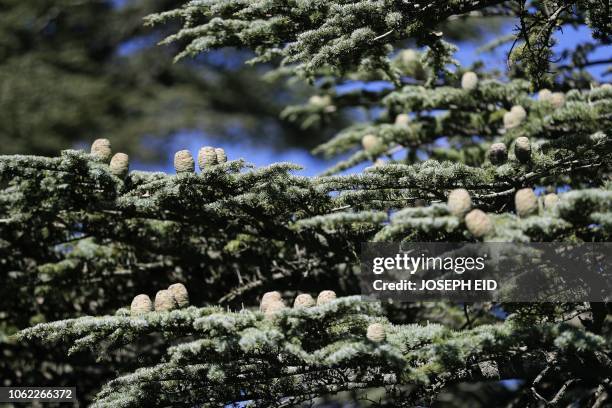 Picture shows cedar tree cones on a branch in the cedars reserve forest of Tannourine, in Mount Lebanon northeast of Beirut on October 30, 2018. -...