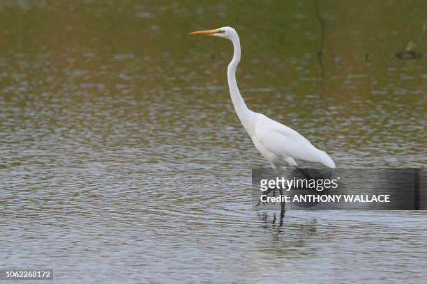 In this picture taken on November 13 a great egret wades through water at the Mai Po Nature Reserve in Hong Kong, a haven for thousands of migratory...