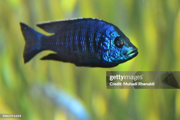 ornamental fish in the aquarium - cichlid aquarium stock pictures, royalty-free photos & images