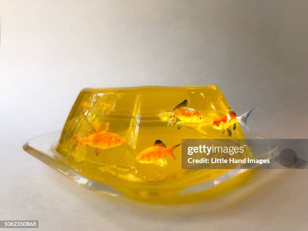 swimming in a jellow sea - jello mold 個照片及圖片檔