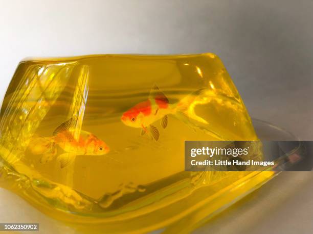 swimming in a jellow sea - jello mold stock pictures, royalty-free photos & images