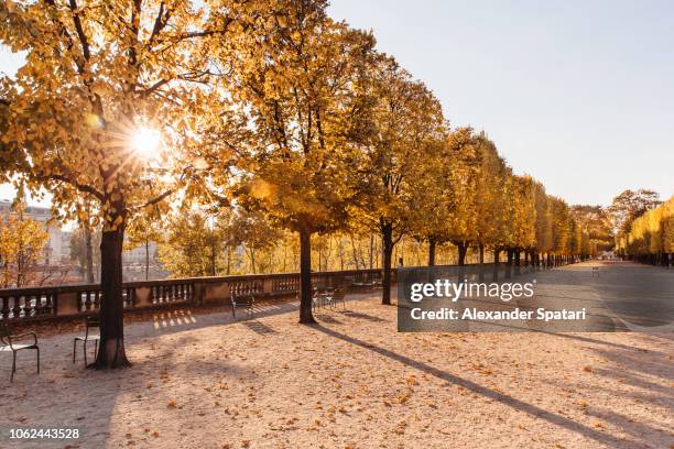 autumn colors in jardin des tuileries park, paris, france - tuilerieën tuin stockfoto's en -beelden