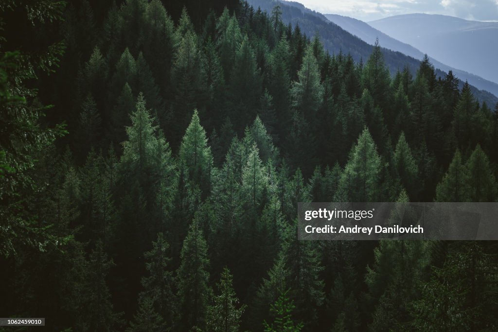 Vista aerea degli alberi verdi estivi nella foresta in montagna