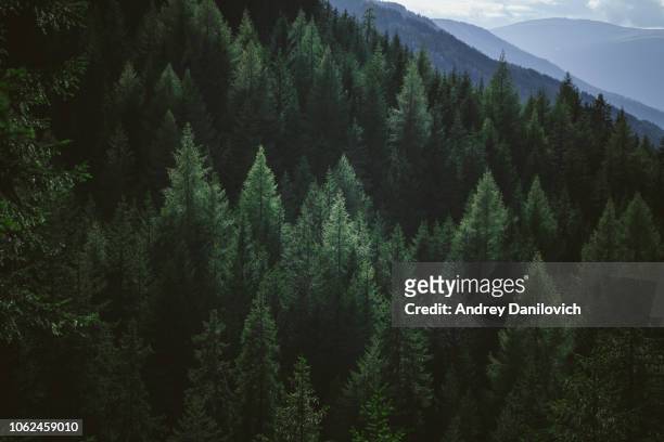 aerial view of summer green trees in forest in mountains - woodland stock pictures, royalty-free photos & images