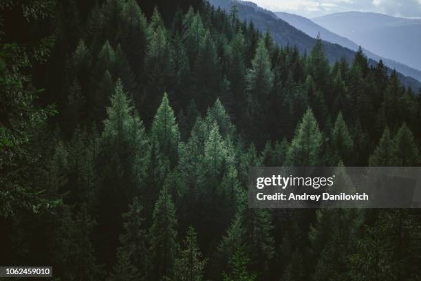 aerial view of summer green trees in forest in mountains - evergreen tree stock pictures, royalty-free photos & images