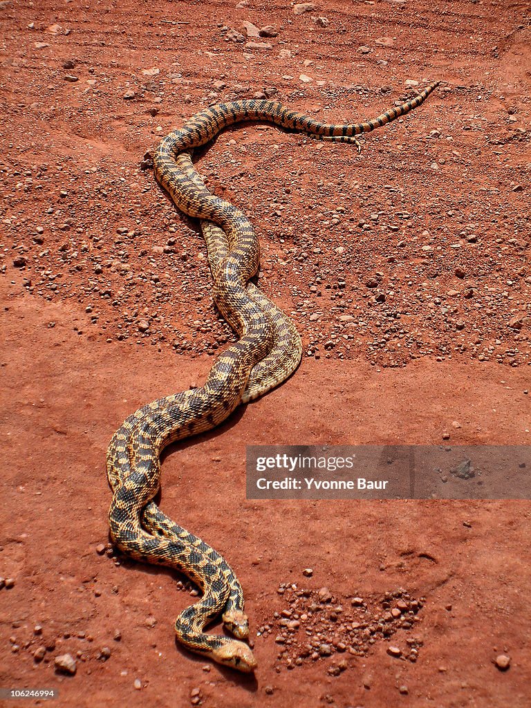 Gopher Snake Couple
