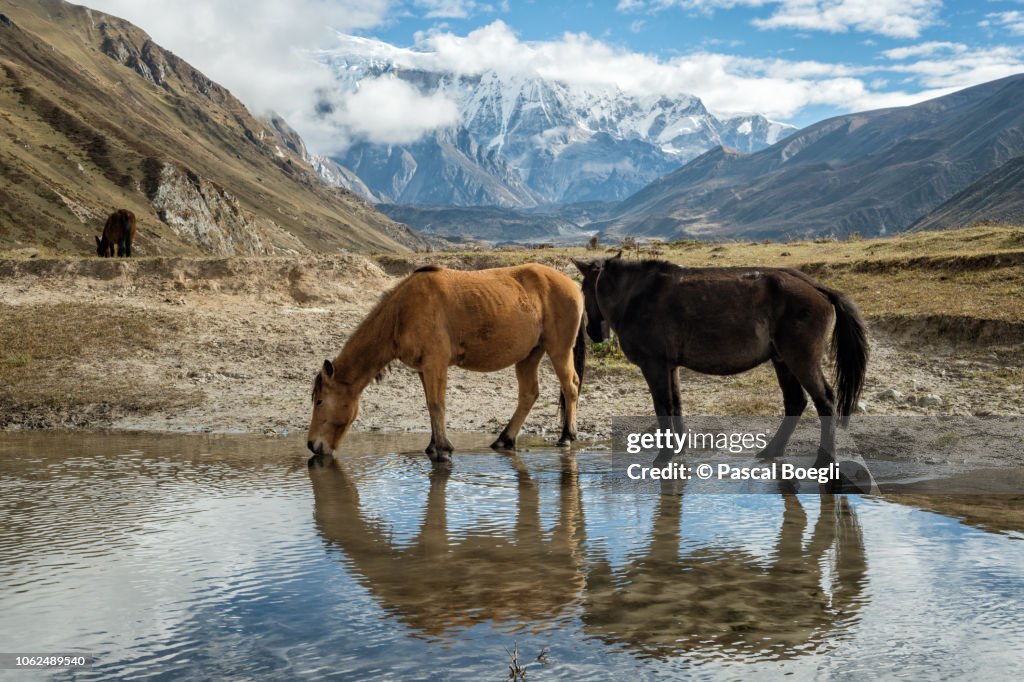 Horses in the Chozo valley, Lunana Gewog, Gasa District, Snowman Trek, Bhutan