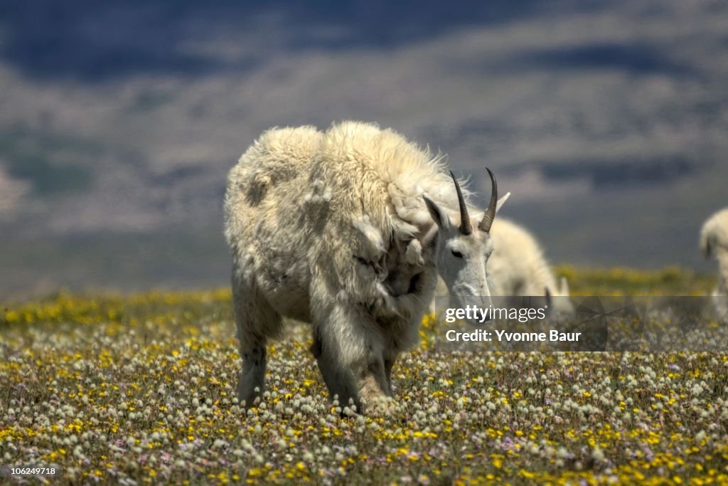 Mountain Goat