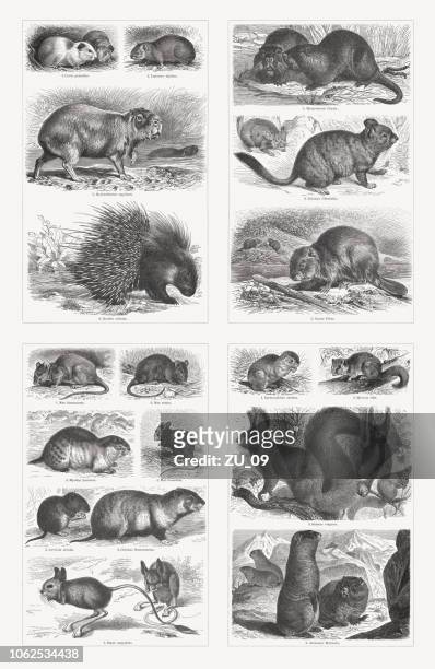 rodents, wood engravings, published in 1897 - dormouse stock illustrations