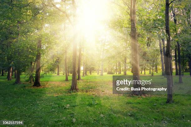 sunlight filtering through trees in autumn in the cascine park in florence, italy - claro herboso fotografías e imágenes de stock
