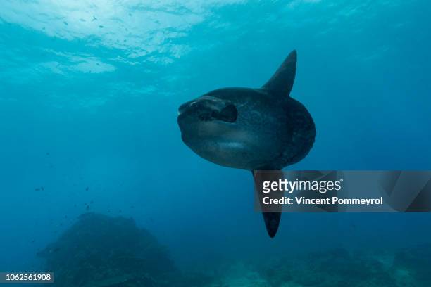 ocean sunfish (mola mola) - môle photos et images de collection