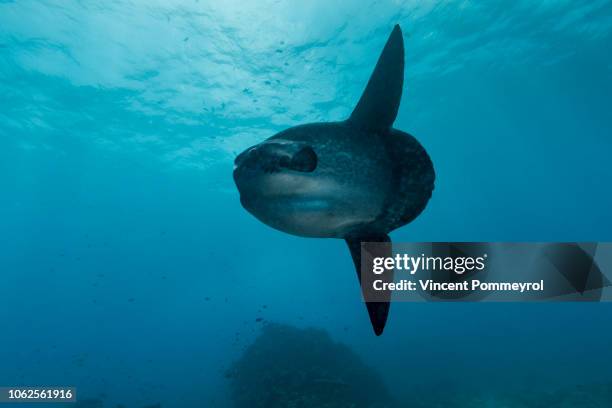 ocean sunfish (mola mola) - môle photos et images de collection