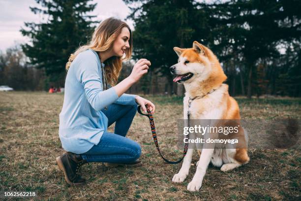 woman enjoying time with her pet dog in the public park - akita inu stock pictures, royalty-free photos & images