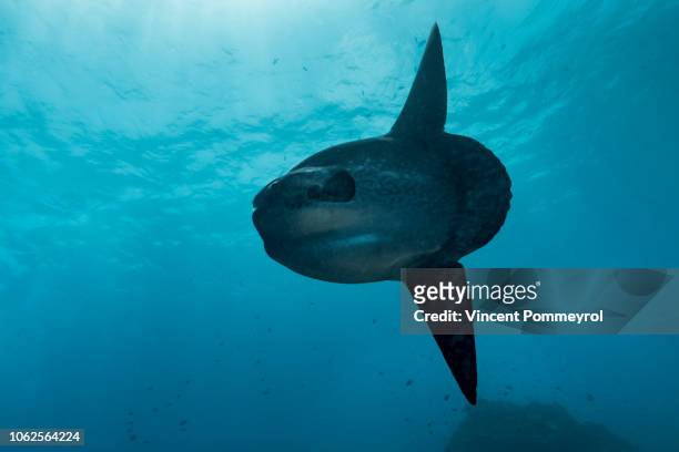 ocean sunfish (mola mola) - môle photos et images de collection