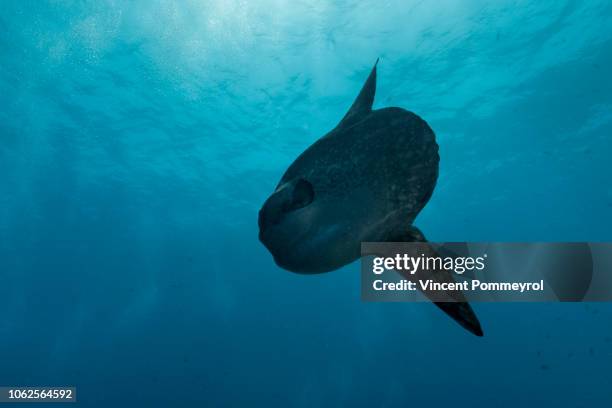 ocean sunfish (mola mola) - ocean sunfish stock pictures, royalty-free photos & images