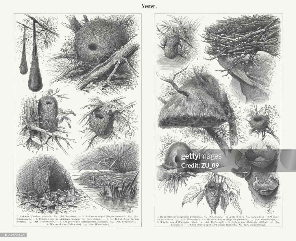 Bird nests, wood engravings, published in 1897