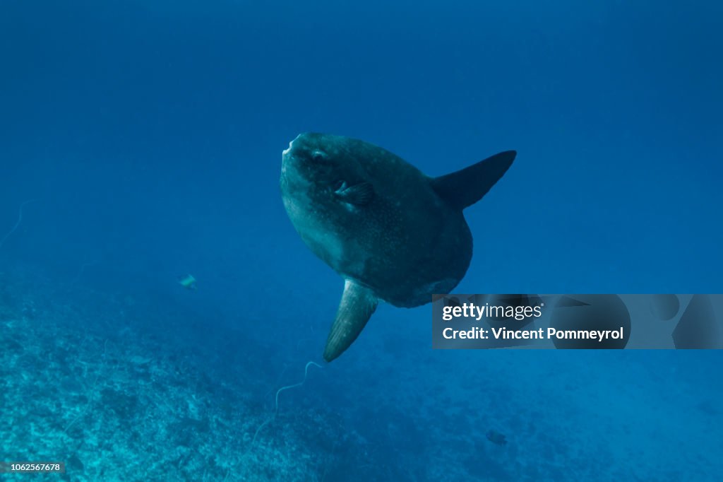 Ocean sunfish (Mola mola)