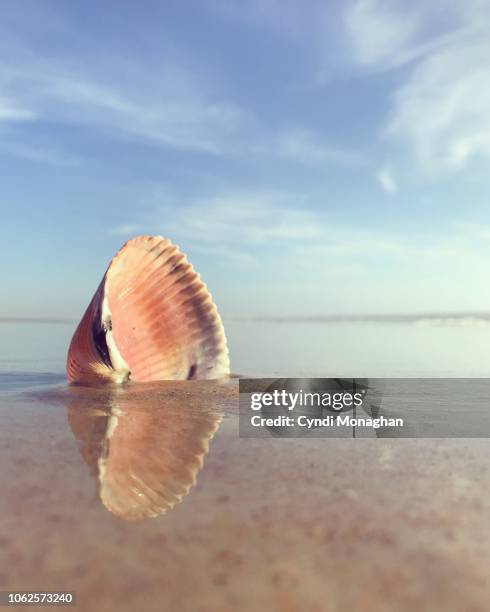 3,900 Saltwater Clams Stock Photos, High-Res Pictures, and Images ...