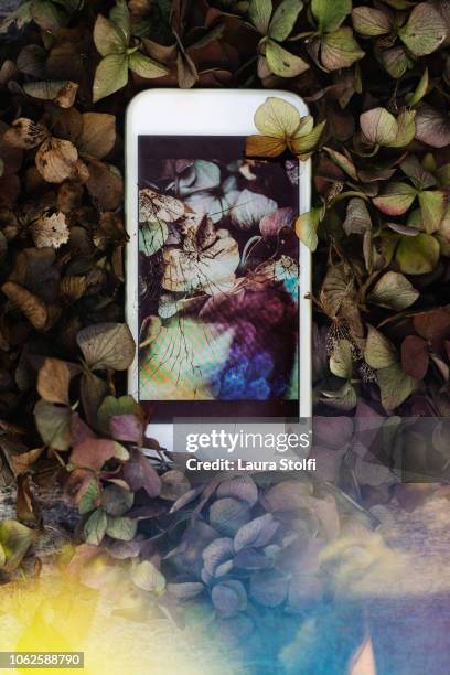 flowers shown on cracked monitor and phone laying over a carpet of dead flowers - laura cover stock pictures, royalty-free photos & images