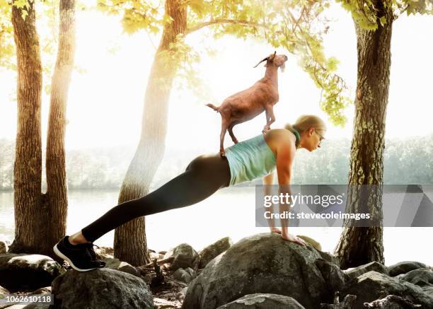 goat yoga - goat stock pictures, royalty-free photos & images