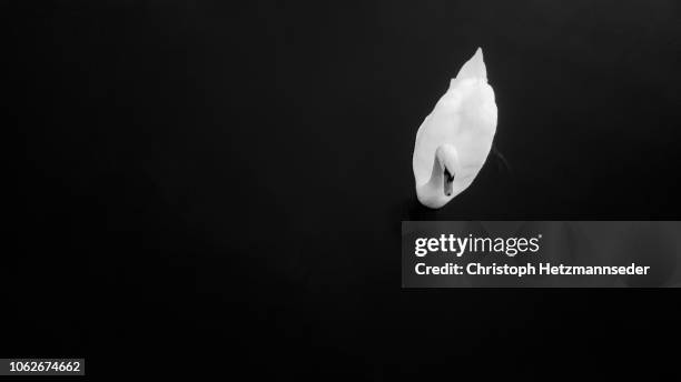 swan in water - swan stock-fotos und bilder