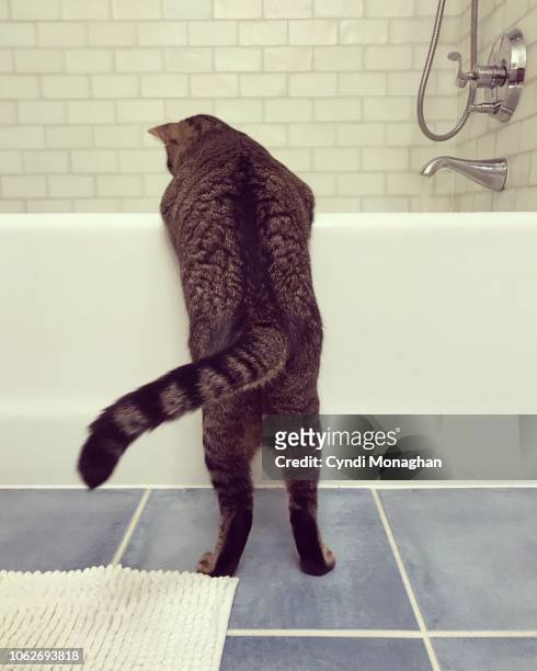 funny view of a cat from behind as he looks into a bathtub - cat back stockfoto's en -beelden