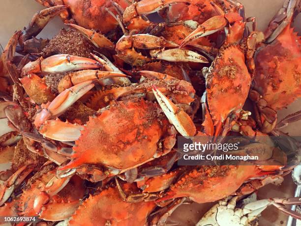 maryland steamed crabs - crab fotografías e imágenes de stock