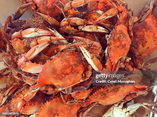 maryland steamed crabs - steamed stock pictures, royalty-free photos & images