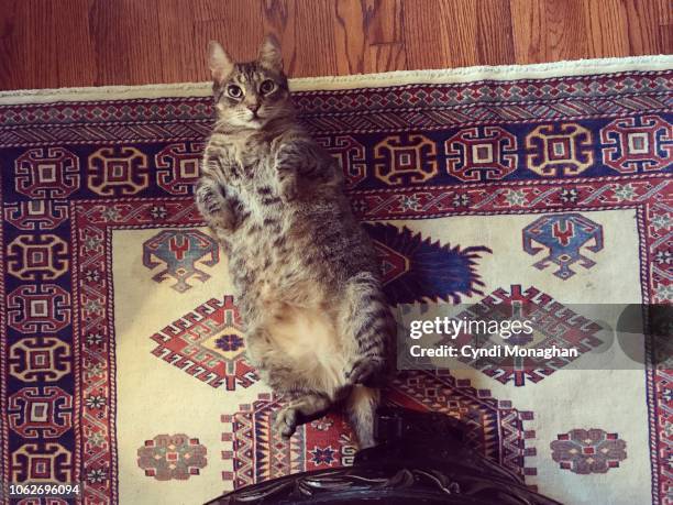 startled and funny cat showing his spotted belly - persian rug - fotografias e filmes do acervo