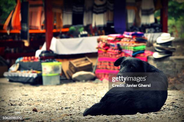 perro negro descansando en san lorenzo, salta, argentina. - descansando stock-fotos und bilder