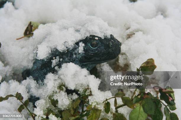 Frog In Snow 90 Frozen Frog Stock Photos, High-Res Pictures, and Images - Getty Images