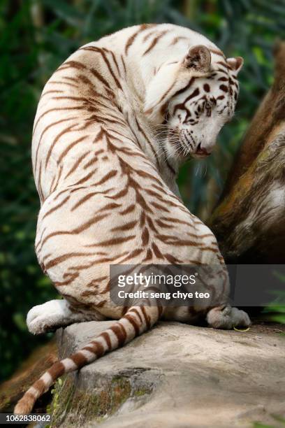 white tiger portrait - white tiger 個照片及圖片檔
