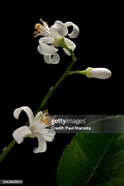 citrus x limon (lemon tree) - blossoms - lemon tree stock pictures, royalty-free photos & images