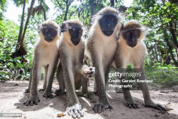 monkeys pose for a photo in the gambia - vervet monkey stock-fotos und bilder