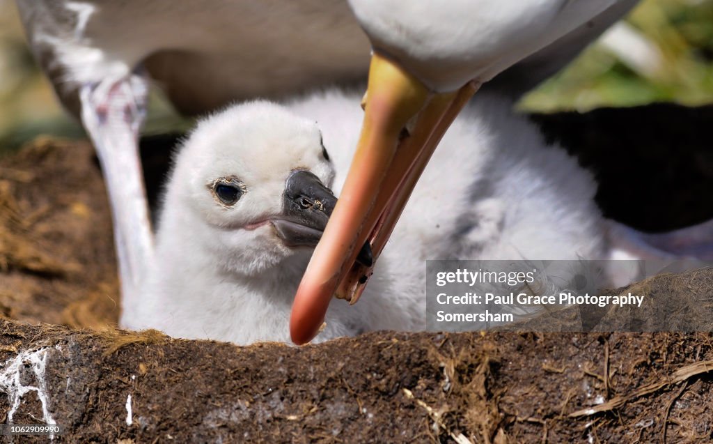 Black Browed Albatross tends its chic on Westpoint Island Falkland Islands.