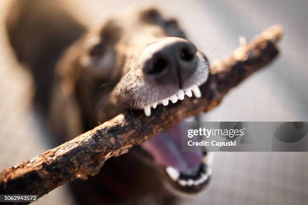 cerca de un perro mordiendo un palo - picar comportamiento de animal fotografías e imágenes de stock
