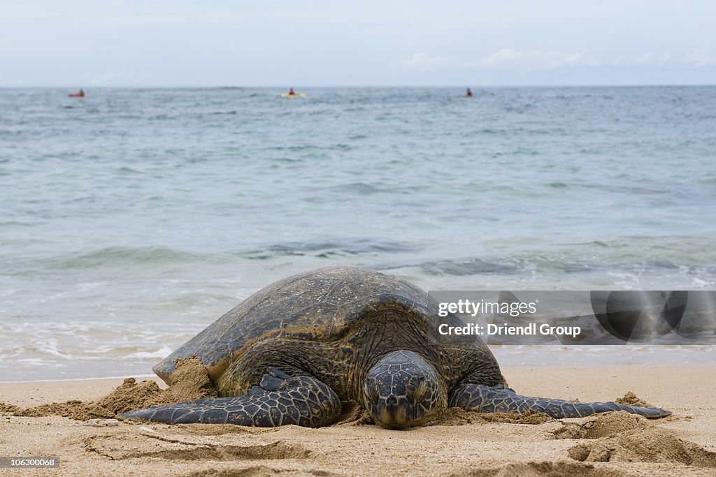 A 'Honu' green sea turtle basking on the beach
