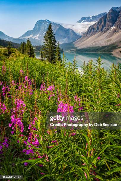 bow lake and bow summit with fireweed - fluss bow river stock-fotos und bilder