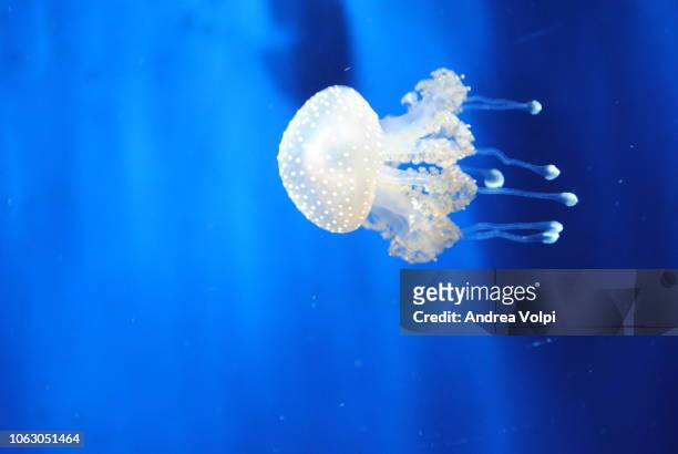jellyfish world / acquario - upside down jellyfish bildbanksfoton och bilder