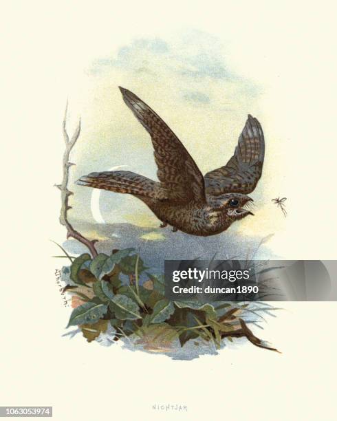 natural history, birds, european nightjar (caprimulgus europaeus) - caprimulgus europaeus stock illustrations