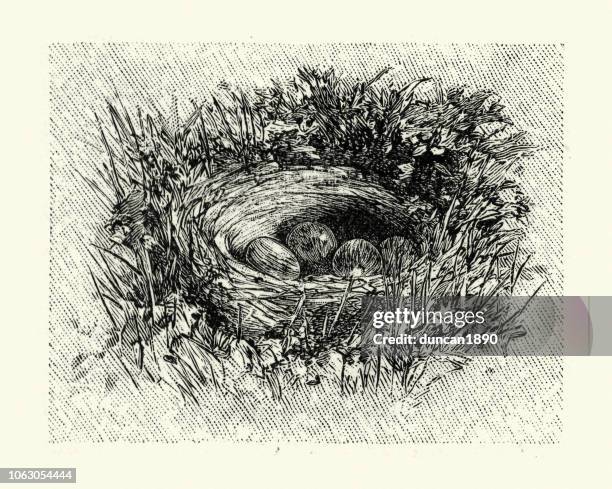 woodlark or wood lark (lullula arborea), nest and eggs - lullula arborea stock illustrations
