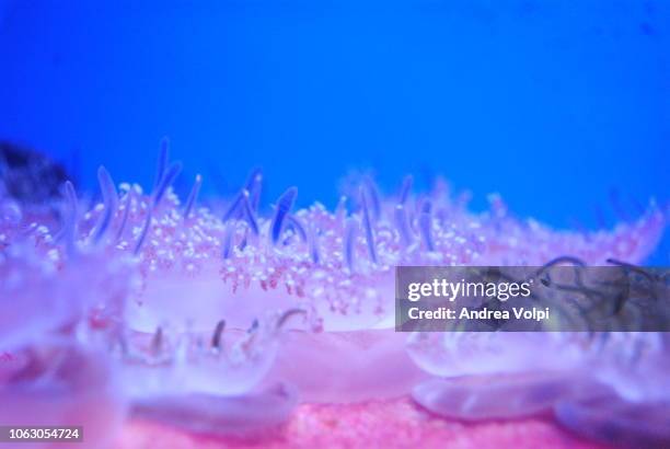 73 Genova Acquario Stock Photos, High-Res Pictures, and Images