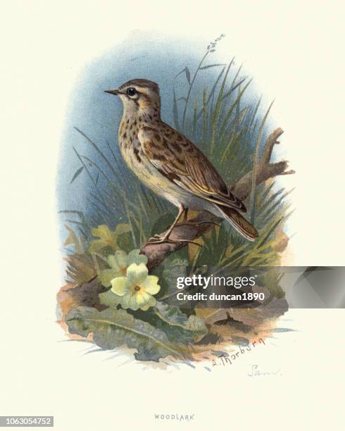 natural history, woodlark or wood lark (lullula arborea) - lullula arborea stock illustrations