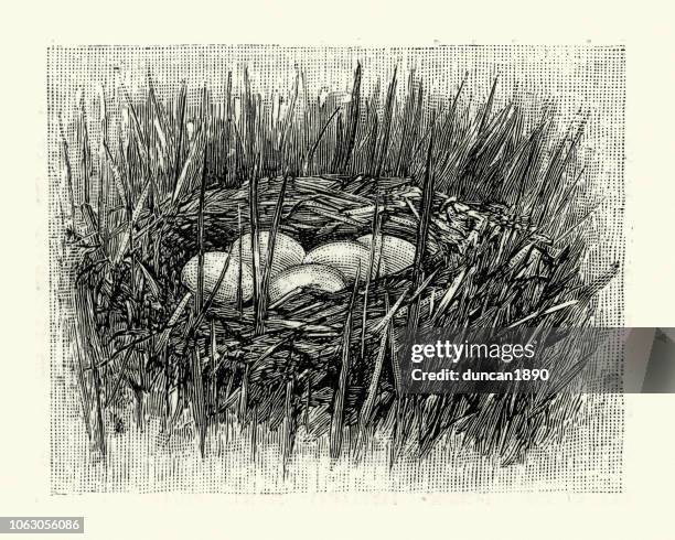 nest and eggs, eurasian bittern or great bittern (botaurus stellaris) - heron uk stock illustrations