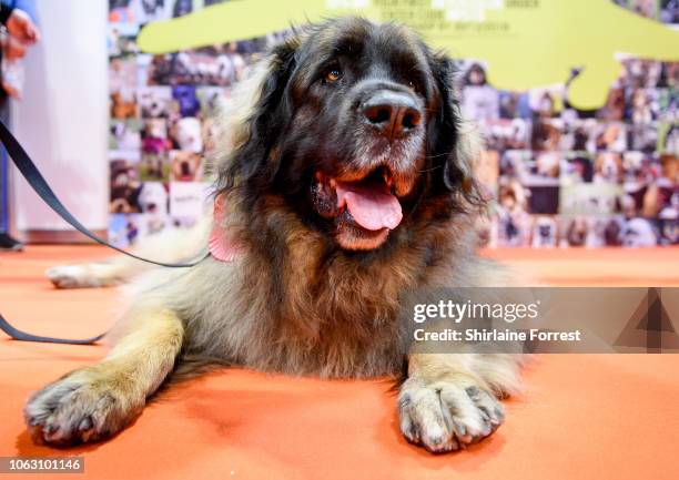 Hagrid the Leonberger at The National Pet Show at NEC Arena on November 03, 2018 in Birmingham, England.